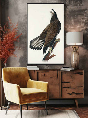 White-Headed Eagle (Plate Cxxvi)