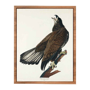 White-Headed Eagle (Plate Cxxvi)