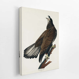 White-Headed Eagle (Plate Cxxvi)