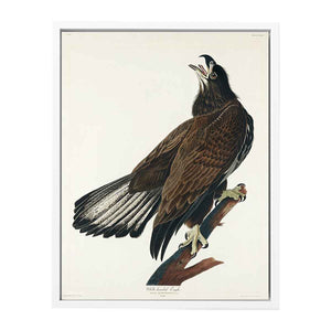 White-Headed Eagle (Plate Cxxvi)