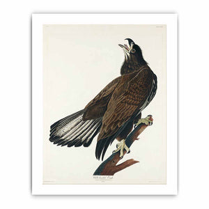White-Headed Eagle (Plate Cxxvi)