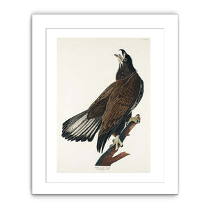 White-Headed Eagle (Plate Cxxvi)