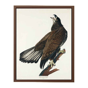White-Headed Eagle (Plate Cxxvi)
