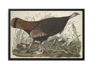 Great American Hen And Young (Plate Vi)