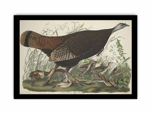 Great American Hen And Young (Plate Vi)
