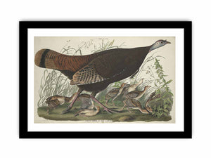 Great American Hen And Young (Plate Vi)