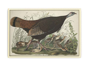 Great American Hen And Young (Plate Vi)
