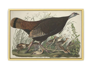 Great American Hen And Young (Plate Vi)