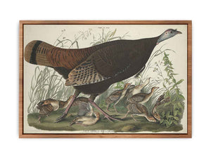 Great American Hen And Young (Plate Vi)