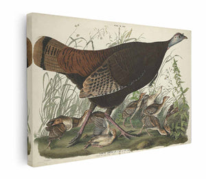 Great American Hen And Young (Plate Vi)