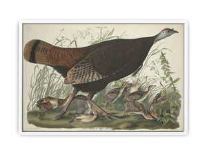 Great American Hen And Young (Plate Vi)