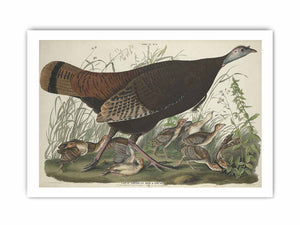 Great American Hen And Young (Plate Vi)