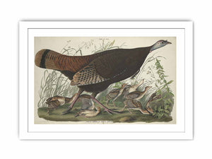 Great American Hen And Young (Plate Vi)