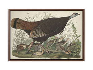 Great American Hen And Young (Plate Vi)