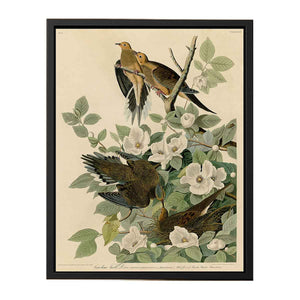 Carolina Turtle Dove (Plate 17)