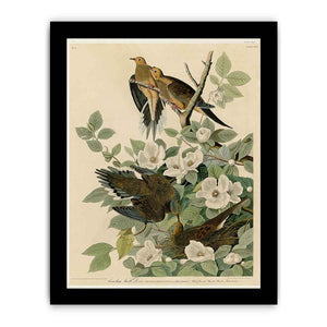 Carolina Turtle Dove (Plate 17)