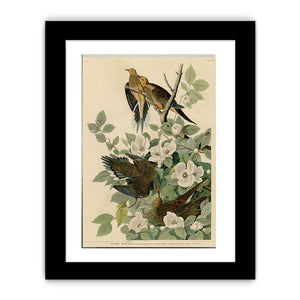 Carolina Turtle Dove (Plate 17)