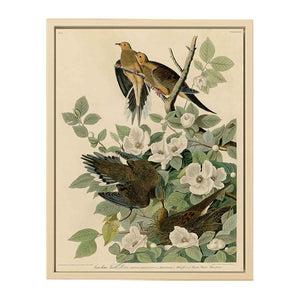 Carolina Turtle Dove (Plate 17)