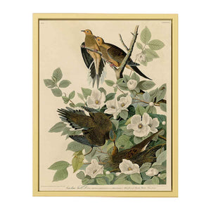 Carolina Turtle Dove (Plate 17)