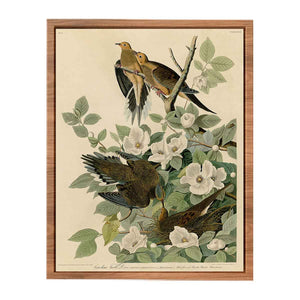 Carolina Turtle Dove (Plate 17)