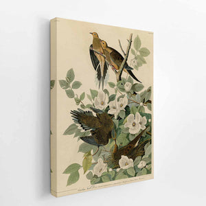 Carolina Turtle Dove (Plate 17)