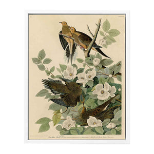 Carolina Turtle Dove (Plate 17)