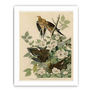 Carolina Turtle Dove (Plate 17)
