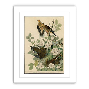 Carolina Turtle Dove (Plate 17)