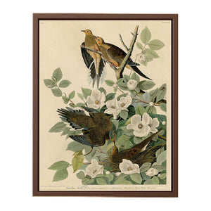 Carolina Turtle Dove (Plate 17)