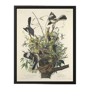 The Mocking Bird (Plate 21)