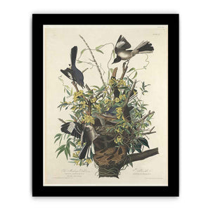 The Mocking Bird (Plate 21)