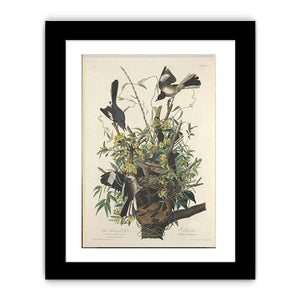 The Mocking Bird (Plate 21)