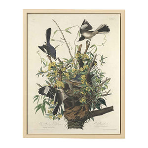 The Mocking Bird (Plate 21)