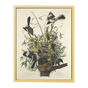 The Mocking Bird (Plate 21)