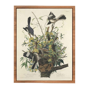 The Mocking Bird (Plate 21)