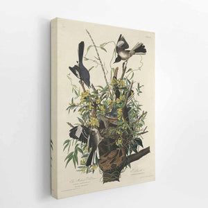 The Mocking Bird (Plate 21)