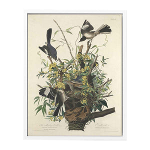The Mocking Bird (Plate 21)