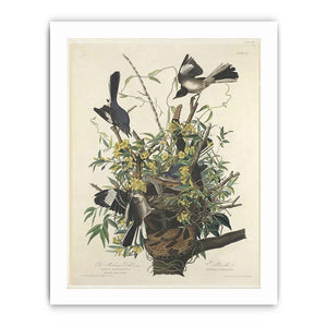 The Mocking Bird (Plate 21)