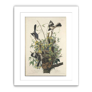 The Mocking Bird (Plate 21)