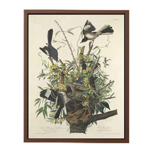 The Mocking Bird (Plate 21)
