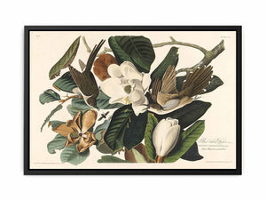 Black-Billed Cuckoo (Plate 32)