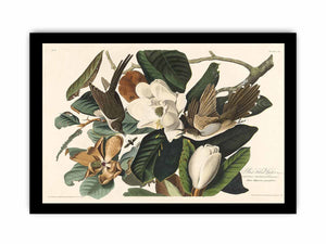 Black-Billed Cuckoo (Plate 32)