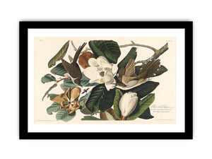 Black-Billed Cuckoo (Plate 32)