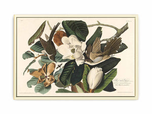 Black-Billed Cuckoo (Plate 32)