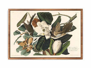 Black-Billed Cuckoo (Plate 32)