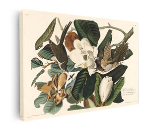 Black-Billed Cuckoo (Plate 32)