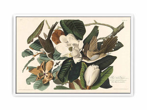 Black-Billed Cuckoo (Plate 32)