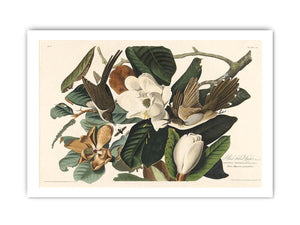 Black-Billed Cuckoo (Plate 32)