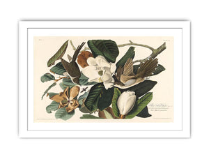 Black-Billed Cuckoo (Plate 32)
