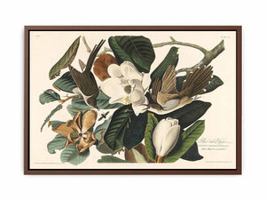 Black-Billed Cuckoo (Plate 32)